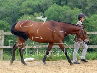 Ex Racer Thoroughbred