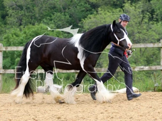 In Hand Championship