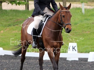 Novice 39 Championship