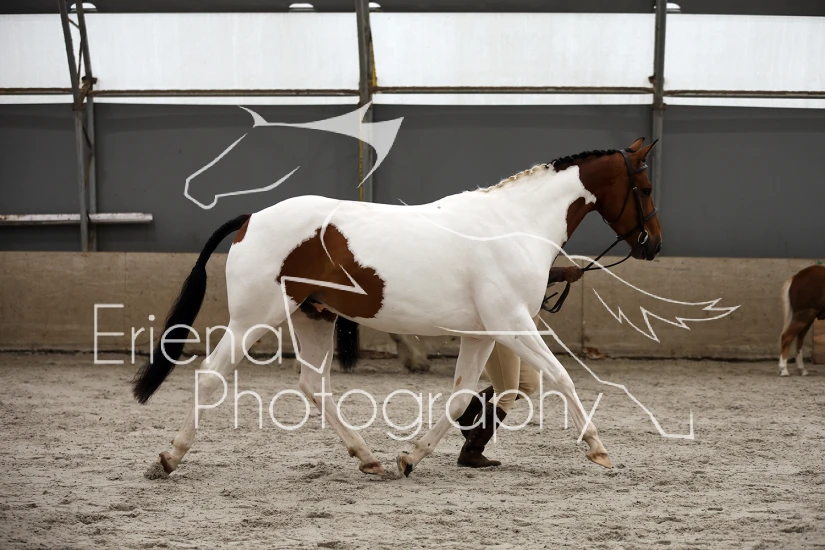 03 Novice Horse/Pony
