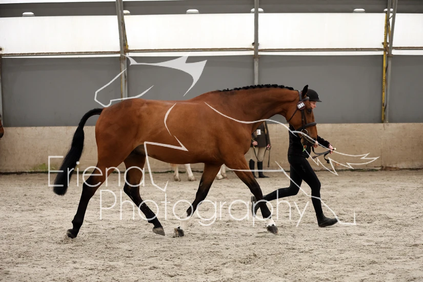 04 Plaited Horse/Pony