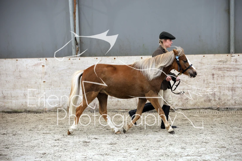 05 Unplaited Horse/Pony